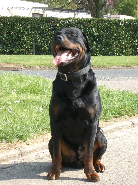 Rocco (Sans Affixe)